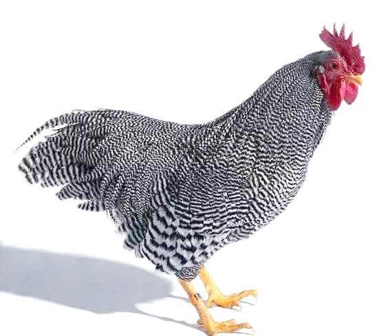 100个常见鸡的品种大全