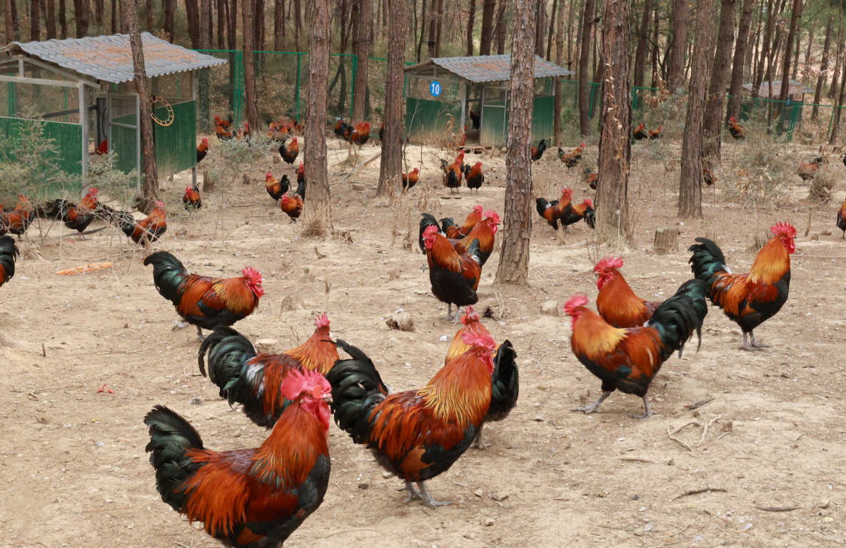 全链发展 剑门“土鸡”一飞冲天
